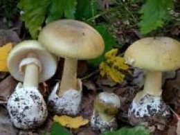 رئیس شبکه بهداشت ودرمان هشترود ؛ مردم مواظب قارچ های سمی باشند