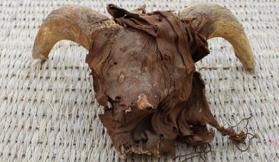 کشف۲هزار سرمومیایی شده گوسفنددرمصر