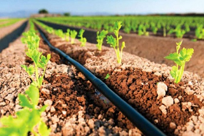 استقبال کشاورزان ملکانی از طرح آبیاری نواری