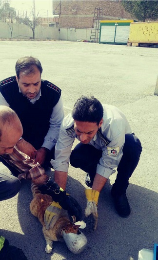 نجات گربه شکمو توسط آتش نشانی