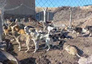 سگهای بلاصاحب از سطح شهر نظر کهریزی جمع آوری می شوند