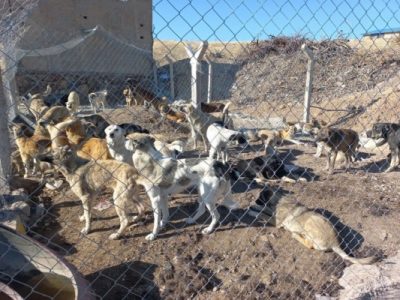 سگهای بلاصاحب از سطح شهر نظر کهریزی جمع آوری می شوند