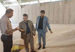 خرید ۱۶۰ هزار تن گندم تولیدی مازاد کشاورزان هشترودی