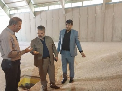 خرید ۱۶۰ هزار تن گندم تولیدی مازاد کشاورزان هشترودی