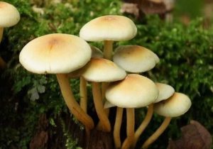 مصرف قارچ سمی در یکی از روستاهای چاراویماق