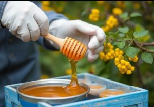 آذربایجان شرقی با تولید ۱۸ هزار تن عسل، رکوردار کشور شد