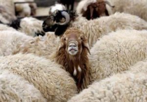 توقیف ۲ دستگاه کامیون و کشف ۱۹۵ راس گوسفند قاچاق به ارزش ۸۰ میلیارد ریال در شهرستان هشترود