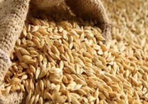 کشف ۲۶ تن گندم در هشترود