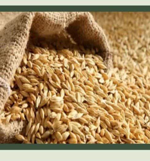 کشف ۲۶ تن گندم در هشترود کشف ۲۶ تن گندم در هشترود