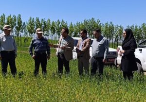 بازدید مسئولین کشوری و استانی از مزارع غلات هشترود مورخه ۱۱ خرداد