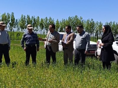 بازدید مسئولین کشوری و استانی از مزارع غلات هشترود مورخه ۱۱ خرداد