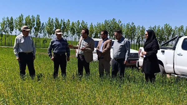 بازدید مسئولین کشوری و استانی از مزارع غلات هشترود مورخه ۱۱ خرداد