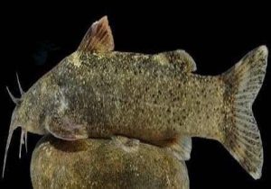 کشف و ثبت جهانی گونه‌ی جدید ماهی به نام «علی دایی»