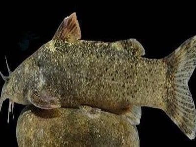 کشف و ثبت جهانی گونه‌ی جدید ماهی به نام «علی دایی»