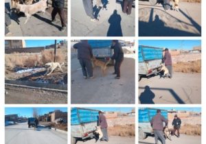 زنده گیری سگهای بلاصاحب در شهر نظرکهریزی