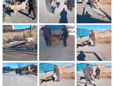 زنده گیری سگهای بلاصاحب در شهر نظرکهریزی