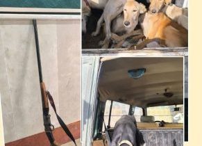 کشف سلاح ، ادوات شکار و سگهای شکاری در چاراویماق