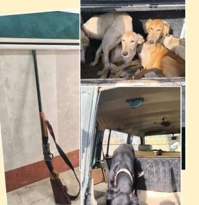 کشف سلاح ، ادوات شکار و سگهای شکاری در چاراویماق