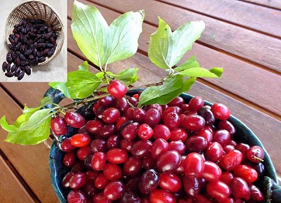 استان آذربایجان شرقی رتبه دوم تولید محصول زغال اخته  در کشور است