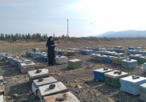 آمارگیری از زنبورستان های استان همزمان با سراسر کشور از هفته دوم مهر ماه سال ۱۴۰۲
