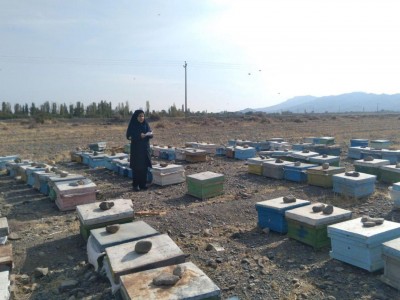 آمارگیری از زنبورستان های استان همزمان با سراسر کشور از هفته دوم مهر ماه سال ۱۴۰۲