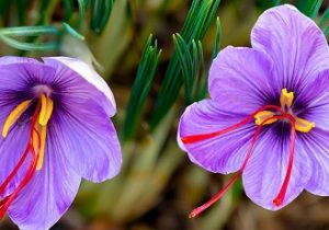 مدیر امور باغبانی سازمان جهاد کشاورزی استان خبر داد:  پیش بینی تولید ۱.۷ تن طلای سرخ در آذربایجان شرقی