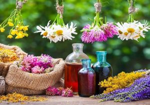 کاشت الگویی بالنگوی شیرازی در آذربایجان شرقی برای اولین بار