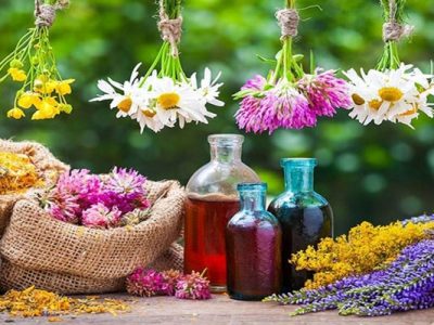 کاشت الگویی بالنگوی شیرازی در آذربایجان شرقی برای اولین بار