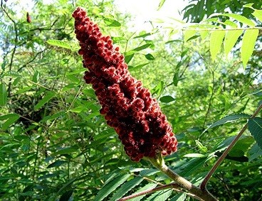 ایجاد باغ الگویی سماق بصورت کشت بافت در شهرستان هوراند برای نخستین بار در کشور