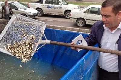 رهاسازی ۳۰ هزار قطعه بچه ماهی در مزارع پرورش ماهی شهرستان مرند استان اذربایجان شرقی
