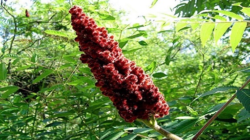 رتبه اول تولید سماق در کشور متعلق به شهرستان هوراند می باشد