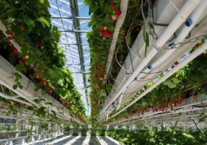 توسعه ۴۳ درصدی کشت توت فرنگی در آذربایجان شرقی نسبت به سال گذشته