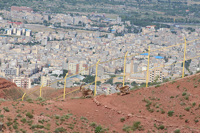 با تولد ۹ راس بز و قوچ جدید تعداد حیوانات پارک طبیعت و حیات وحش عینالی به ۳۵ راس افزایش یافت