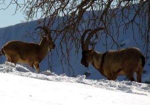 آیا حیوانات هم لهجه دارند؟!