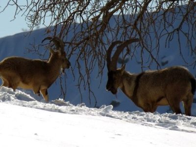 آیا حیوانات هم لهجه دارند؟!
