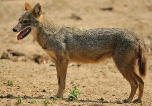 حیوانات وحشی در تهران؛ روباه و شغال و گرگ در پایتخت چه می کنند؟/ این سگ های گرگ نما به انسان حمله می کنند