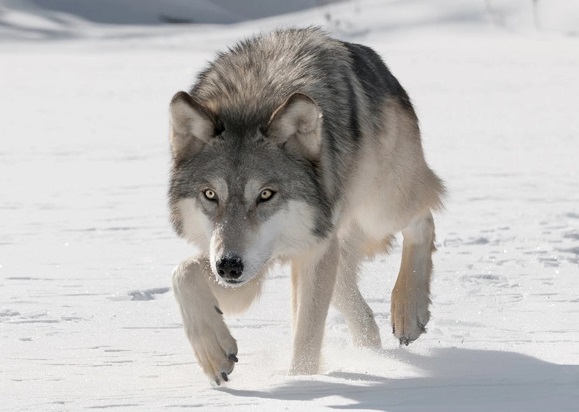 در حمله گرگ ها چگونه زنده بمانیم؟