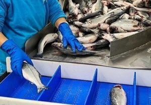 صادرات بیش از ۱۶۰۰ تن محصولات شیلاتی از استان آذربایجان شرقی