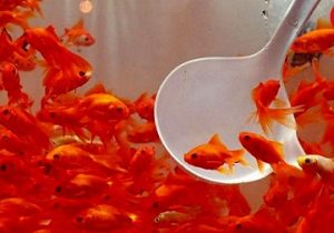 ماهی قرمز را در  نهرها و آبهای طبیعی رها نکنید/خطر انتقال بیماری