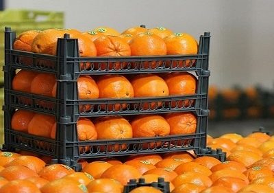 میوه شب عید آذربایجان شرقی پیش بینی، خرید و ذخیره سازی می شود