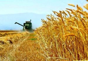 برداشت رقم جدید گندم در هشترود