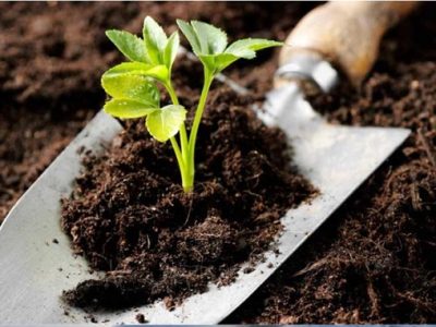 آنچه که درتقویت ماده آلی خاک ضروری است